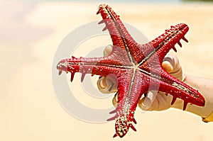 Starfish and shells on the Indian Ocean in Zanzibar. Summer photo. selective focus. nature in Africa.