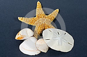 Starfish shells and sand dollar