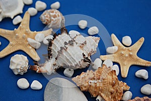 Starfish with Shells and stones Against a Blue Background with Copy Space. Summer Holliday. Nautical, Marrine concept. photo