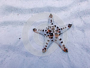 Starfish, sibuan island, sabah , malaysia photo