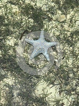 A starfish sits in the seaweed