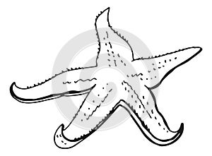 Starfish sketch. Ocean bottom fauna. Beach sand animal