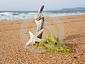 Starfish snail and moss is taking sunbath in the sand