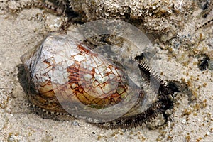 Starfish and snail