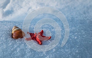 Starfish and snail shell in snow