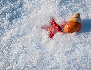 Starfish and snail shell in snow