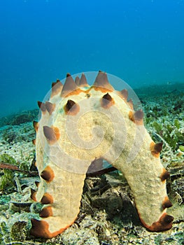 Starfish spawning