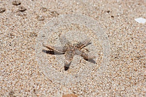 Starfish species Asterias rubens with shingle, view close-up on a coastal sea sand after the tide. The Bay of Biscay