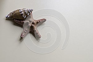 Starfish and spiral sea shell on neutral background.