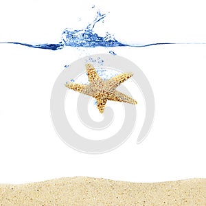 Starfish Splash