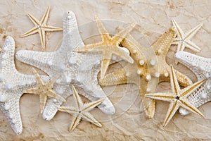 Starfish on stained paper