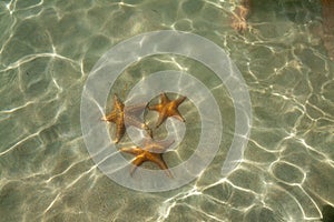 Starfish at the Starfishbeach bocas del toro photo