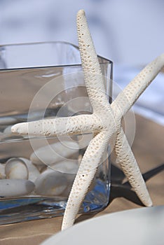 Starfish still life