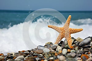 Starfish on stone seacoast