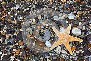 Starfish on stone seacoast