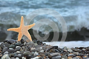 Starfish on stone seacoast