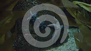 Starfish on stone in water in aquarium