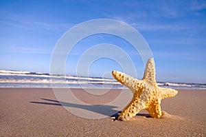 Starfish on the summer beach