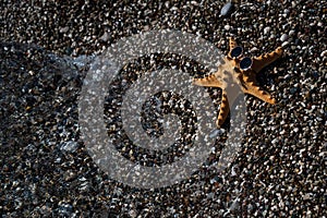 Starfish in sunglasses on a pebble beach. Rest at the sea.