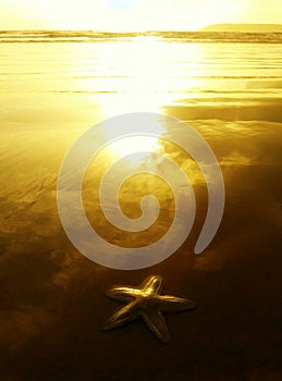 Starfish on sunlight reflecting on beach seashore