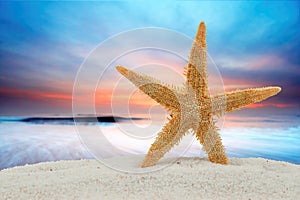 Starfish and sunset