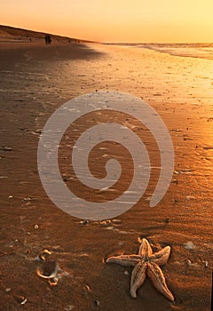 Starfish and sunset