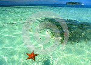 Starfish swimming in shallow turquoise waters of san blas archipelato