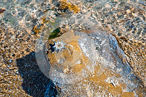 Starfish on textured rock near shallow sea water.