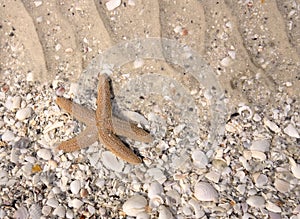 Starfish in Tidal Pool