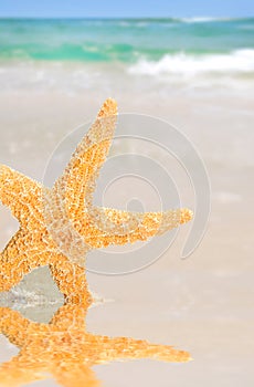 Starfish by Tidepool on Beach