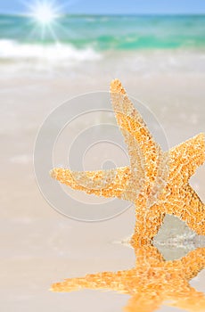 Starfish by Tidepool on Beach