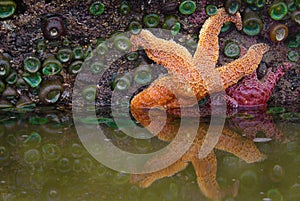 Starfish, Tidepools, Oregon Coast