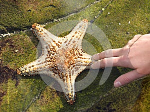 Golden-spotted Sea star in touch pool close-up