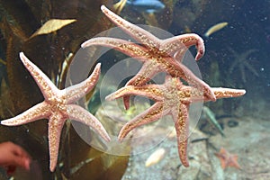 Starfish Trio