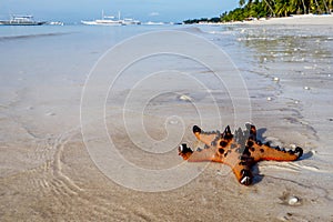 Starfish on a tropical beach