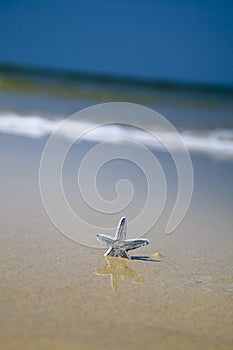 Starfish on the tropical beach