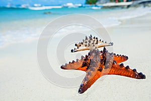 Starfish on tropical sand