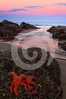 Starfish at Twilight, Yachats, Oregon