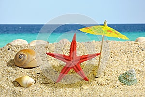 Starfish under sun umbrela shadow
