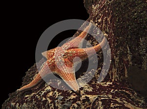 Starfish under water