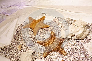 Starfish under water with sand photo
