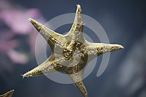 Starfish underview in an aquarium