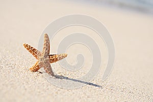 Starfish in vacations