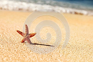 Starfish in vacations