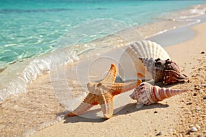 Seashells and starfish on a sandy beach , A starfish and various seashells rest on a pristine sandy beach