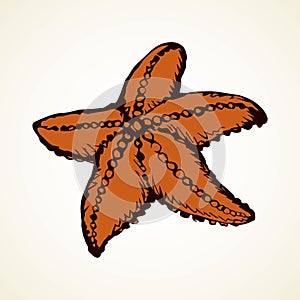 Starfish. Vector drawing