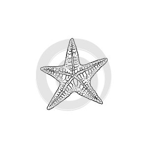 Starfish. Vector wild ocean animal mollusk underwater life doodle black white line isolated illustration.