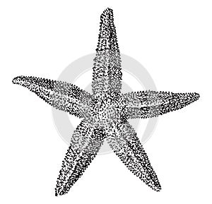 Starfish, vintage engraving
