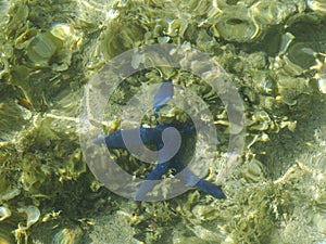 Starfish in the water of Tropical Paradise - Fiji - islands on South Pacific