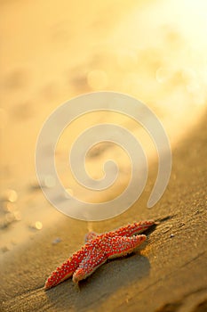 Starfish on wet sand